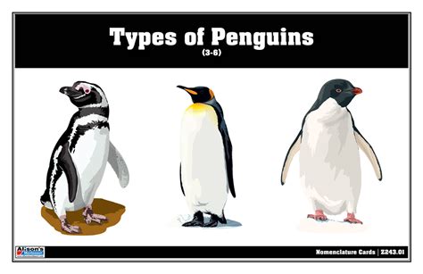 Montessori Materials: Types of Penguins Nomenclature Cards (3-6) (Printed)