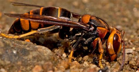 Allarme Vespa Velutina Il Silenzioso Killer Delle Api