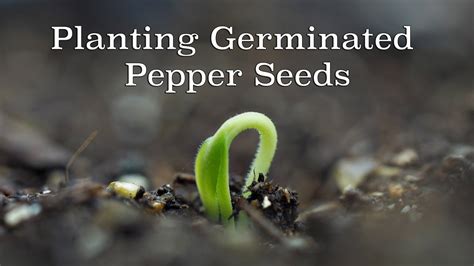 Serrano Pepper Seed Germination Time at Mary Swims blog