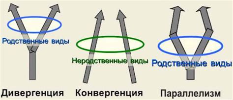 Пути макроэволюции. Биологический прогресс и регресс — что это ...