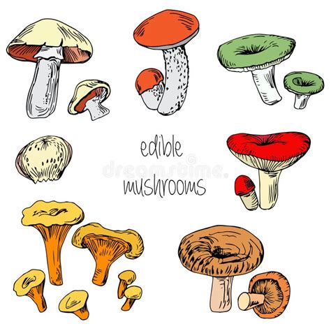 Set Of Hand Drawn Mushrooms Stock Vector Illustration Of Plant Mushrooms 66832073