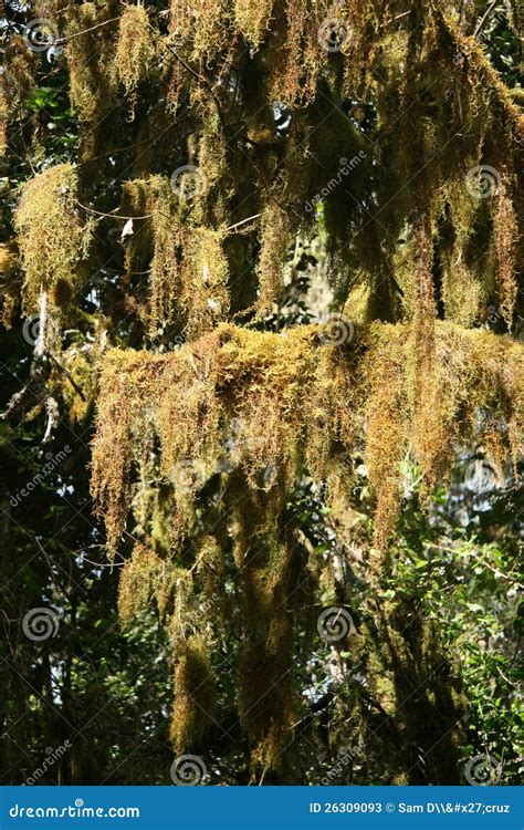 Mt Kilimanjaro, Tanzania, Africa Stock Image - Image of kilimanjaro ...