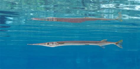 Needlefish Spiritual Meaning and Symbolism | Astrology.com