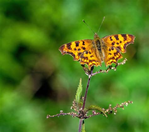 Inseto Borboleta Entomologia Foto Gratuita No Pixabay Pixabay