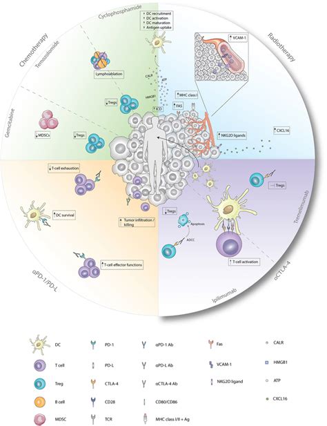 Immunological Effects Of Chemotherapy Radiotherapy And Checkpoint