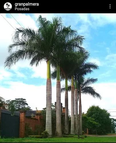 Palmera Imperial Real Cubana Roystonea Regia Granpalmera M