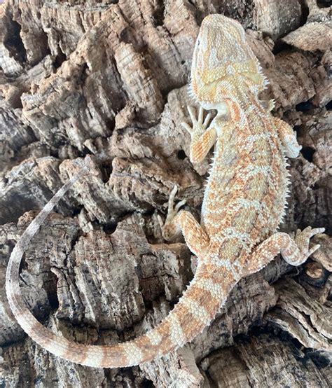 КОНКУРС Приз: самец бородатой агамы normal poss het hypo, translucent ...