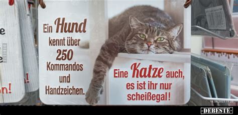 Ein Hund Kennt Ber Kommandos Und Handzeichen Eine Katze Auch Es