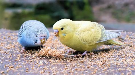 Budgie Diet 2024: What Do Budgies Eat?