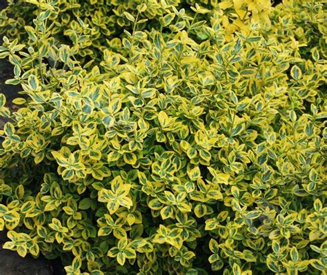 Euonymus Fort Emerald N Gold