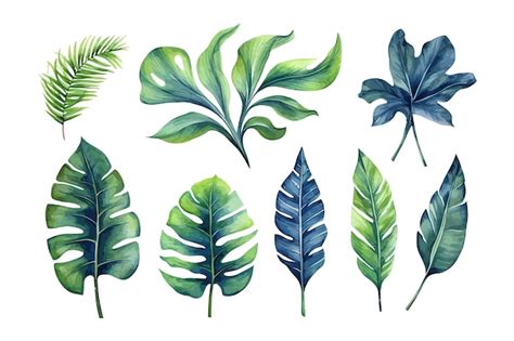 Premium Vector Watercolor Tropical Leaves Flat Vector Illustration