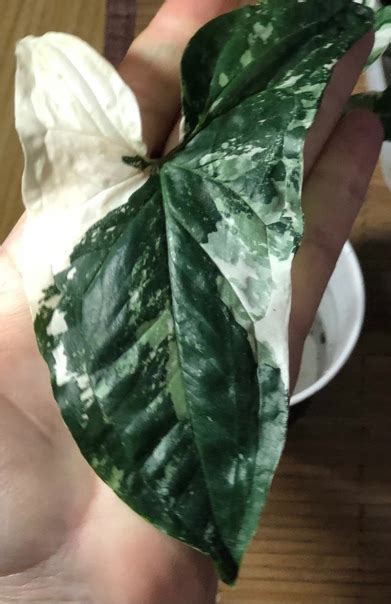 Сингониум империал вайт, яркий экземпляр 2025 | Магазин Цветов ...