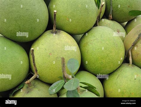 Big Green Grapefruit Stock Photo - Alamy