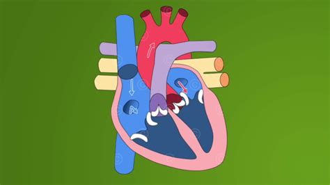 Animation of blood circulation and physiology of the heart ...