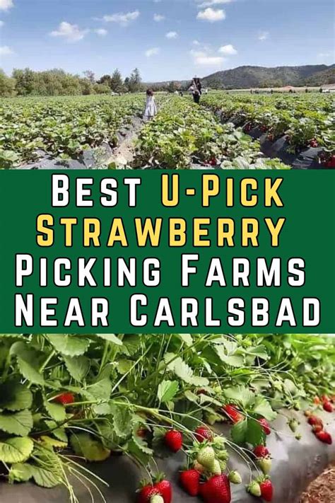 8 Best U Pick Strawberry Picking Farms Near Carlsbad 2025