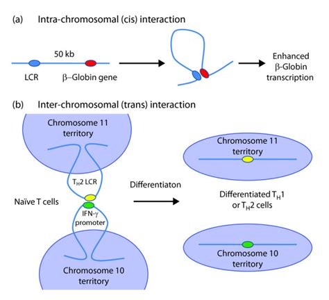 Intra And Inter Chromosomal Interactions A The Globin Gene