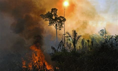 Desmatamento aumenta 827 em terra indígena no período da pandemia