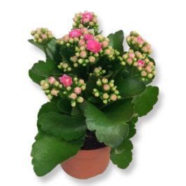 Kalanchoe Rosa Compre Barato Em Plantazon Pt