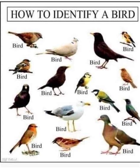 The Definitive Guide to Bird Identification | In the Dark