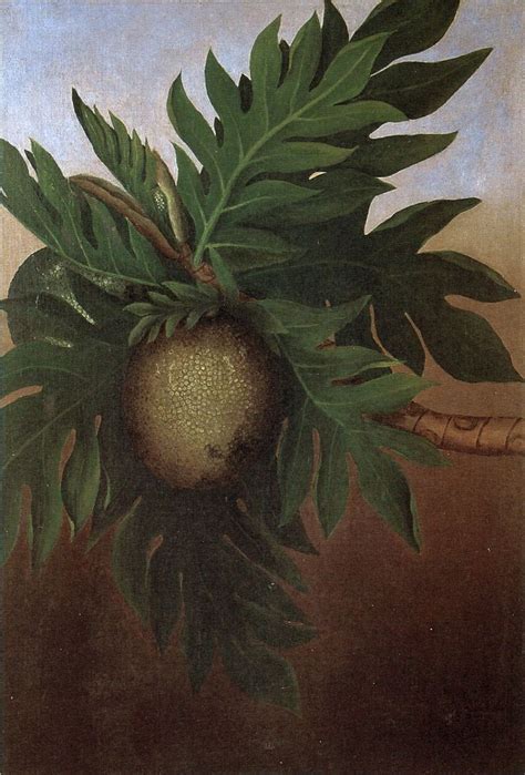 Hawaiian Breadfruit c. 1890 | Trees to plant, Plants, Flowers