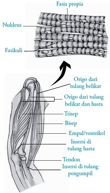 Otot Rangka (Otot Lurik) Manusia:blog info