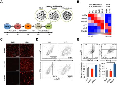 Directed Differentiation Of HPSCs To Hepatocyte Like Cells HLCs A