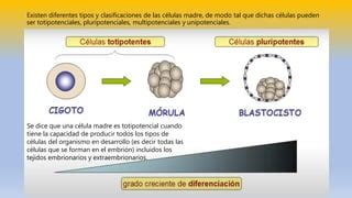 Determinación y Diferenciación Celular pdf