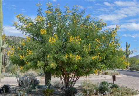 7 Desert Trees to Consider When Designing Your Arizona Landscape — Wildflower Desert Design