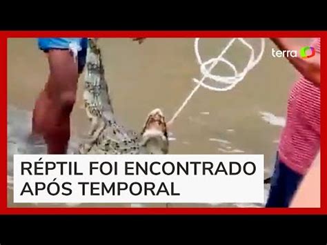 Moradores Capturam Jacar Em Rua Inundada Pelas Chuvas No Rj V Deo