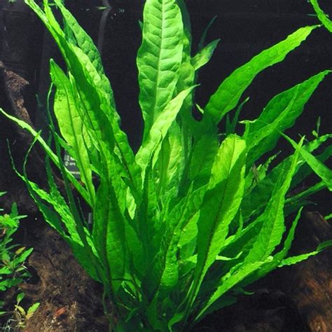 Аквариумное растение Папоротник таиландский (Microsorium pteropus ...