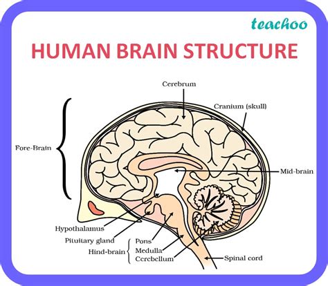 Class 10 Human Brain Strcture Major Regions And Its Functions