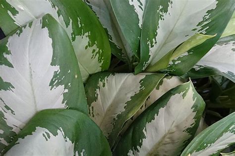 Aglaonema Diamond Bay Plant Care Houseplant Chinese Evergreen Plant