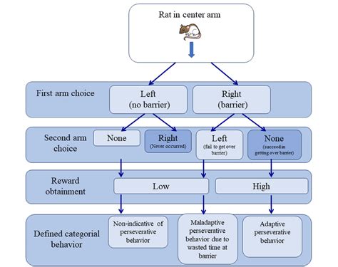 Flow Chart Illustrating Defined Categorical Behavior Based On A Rat S