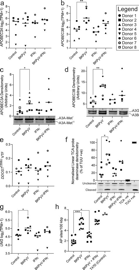 Apobec3 Expression And Activity In Normal Human Urothelium Mrnaseq