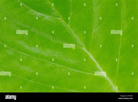 Leaf close-up with veins Stock Photo - Alamy