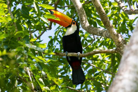 Beautiful wild animal Zoom backgrounds for meetings and calls