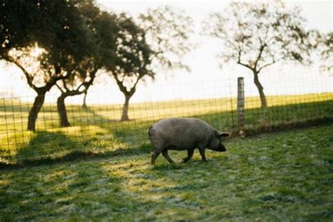 Cerdo Landrace Características Básicas Ibedul