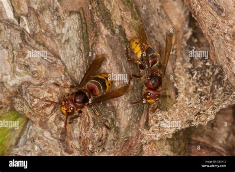 Hornet Brown Hornet European Hornet Nest Hole Hornets Hornisse Hornissen Nest In Altem