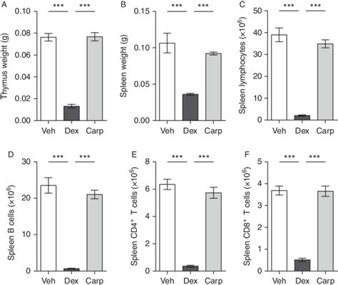 Dex Decreased Thymus And Spleen Weight And The Number Of Spleen