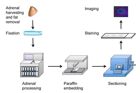 Cell Fixation Protocol Immunofluorescence