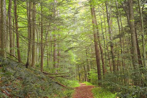 Banco de imagens árvore natureza caminho região selvagem plantar