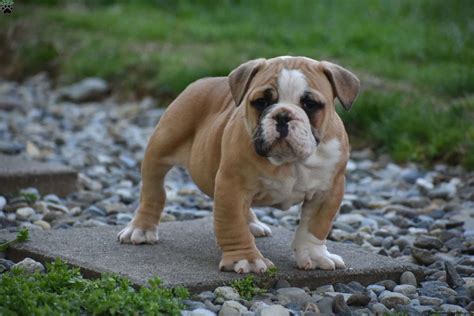 Olde English Bulldogge Puppies For Sale | Greenfield Puppies