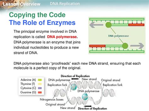 Lesson Overview 123 Dna Replication Ppt Download