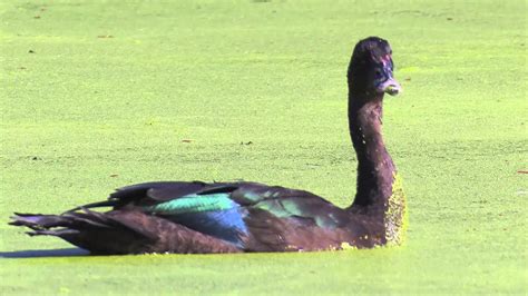 Pato Selvagem Características Nome Científico Habitat E Fotos Mundo Ecologia