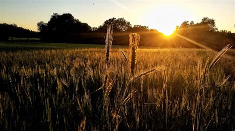 Sunset Cornfield Grain Field - Free photo on Pixabay