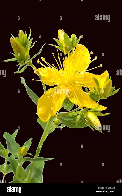 Johanniskraut Hypericum Perforatum Stock Photo Alamy