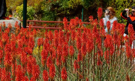 Aloe Arborescens Asphodelaceae Image 115793 At PhytoImages Siu Edu