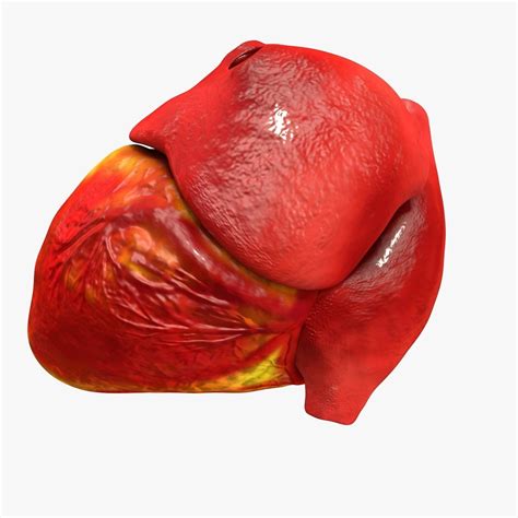 D Model Animated Realistic Human Heart Medically Accurate Vr Ar