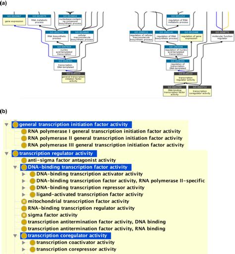 Transcription Regulator Activity Branches Of The Gene Ontology A