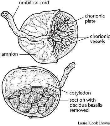 Placenta Labeled